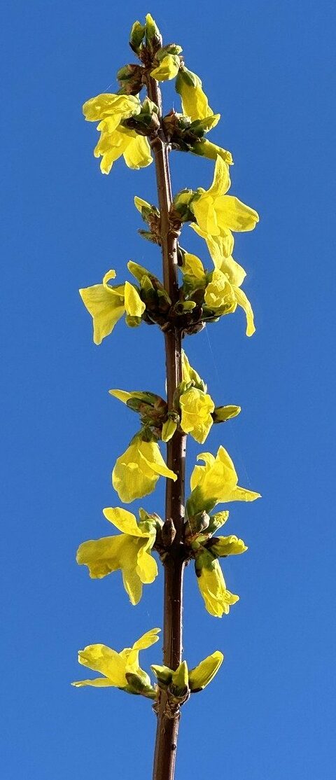 forsythia, flowers, branch-8595521.jpg